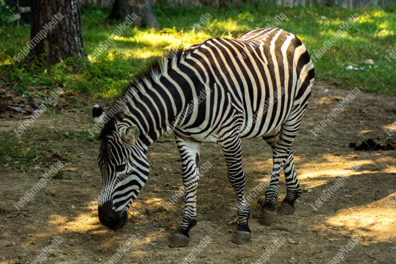 Zebra