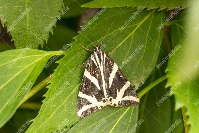 White and black butterfly