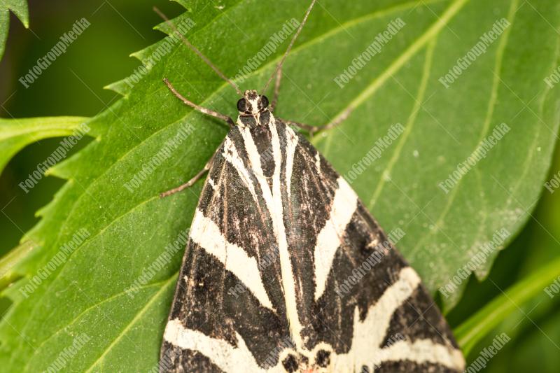 White and black butterfly