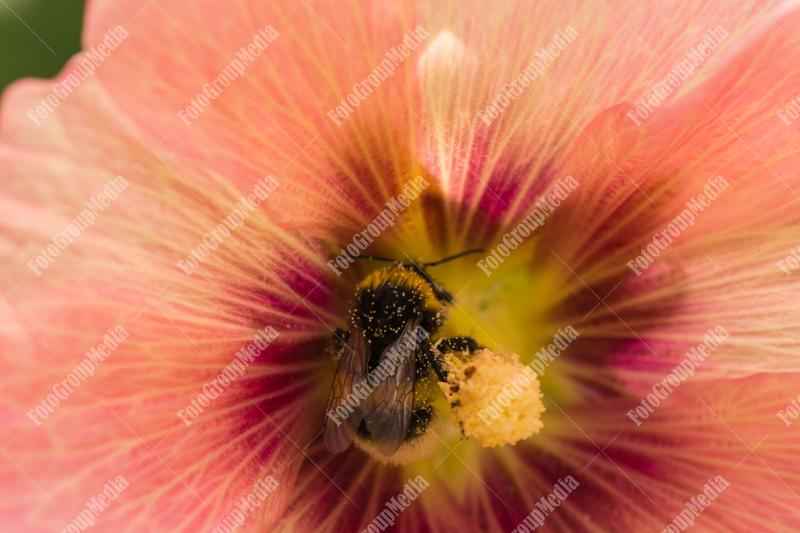 Pink flower and bumble bee