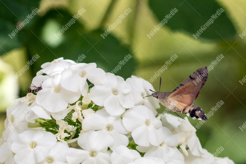 Hummingbird hawk-moth and white flower