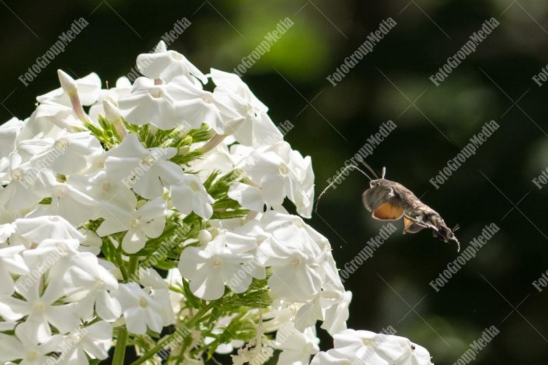 Hummingbird hawk-moth and white flower