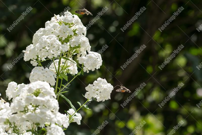 Hummingbird hawk-moth and white flower