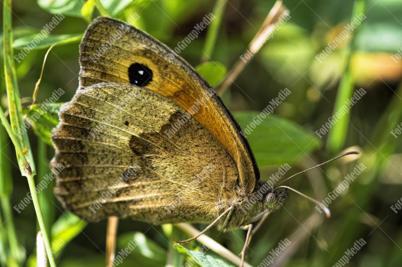 Beautyfull wings of a butterfly