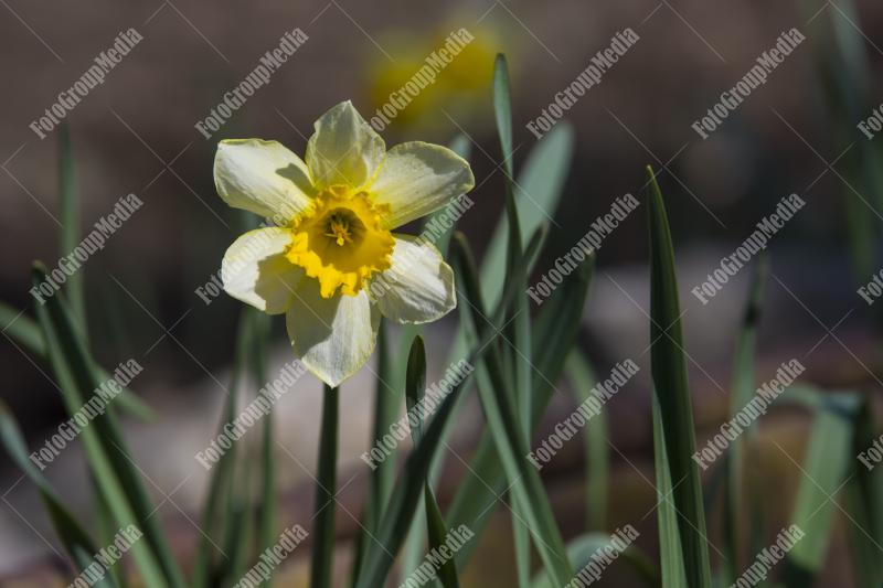 Daffodil