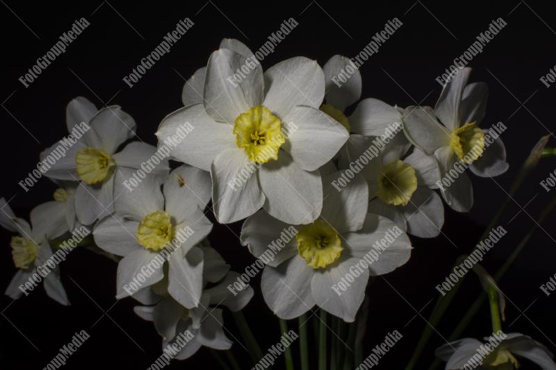 Delicate bouquet of white daffodils