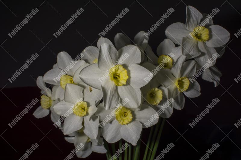 Daffodils isolated on black background