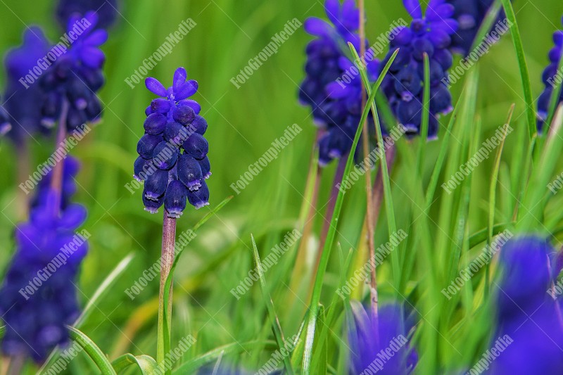 Blooming Grape Hyacinth in garden