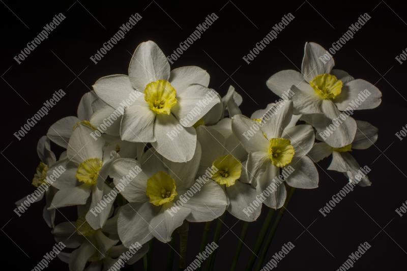 Stunning display of white daffodils