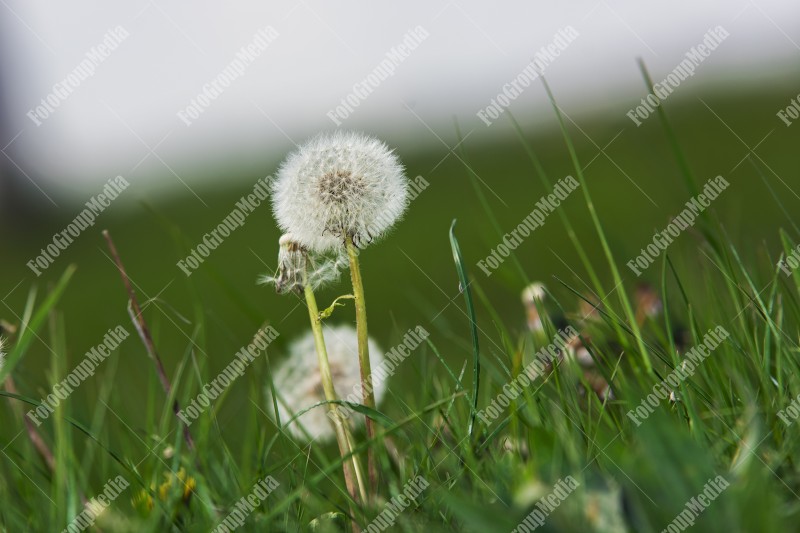 Dandelions