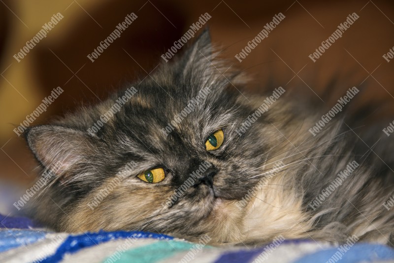 Persian grey cat