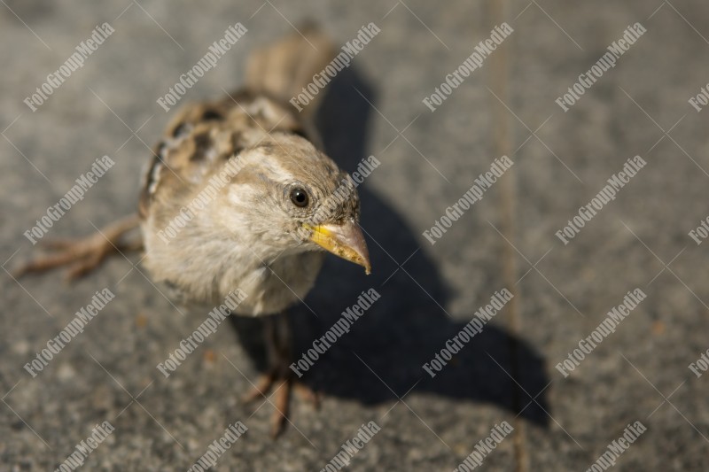 Curious sparrow looking at my camera