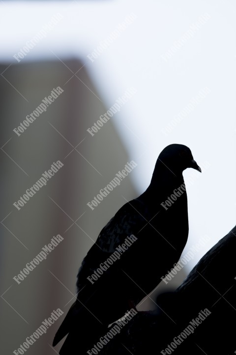 Silhouette of a pigeon posing for camera in city center