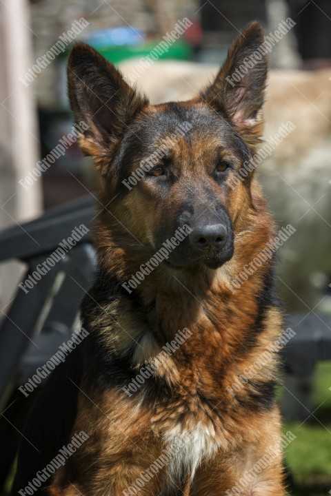 Portrait of a German shepherd dog