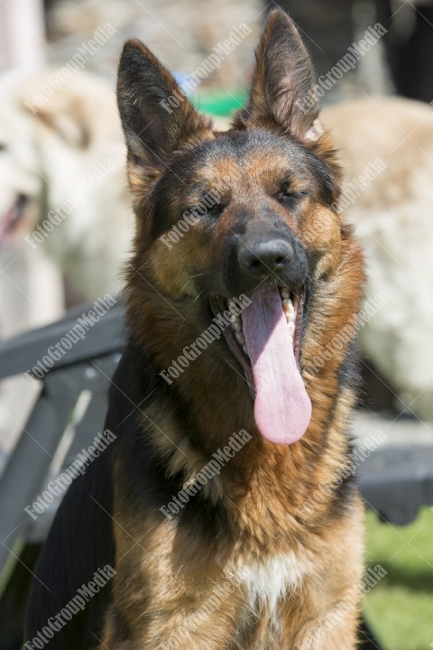 Portrait of a German shepherd dog