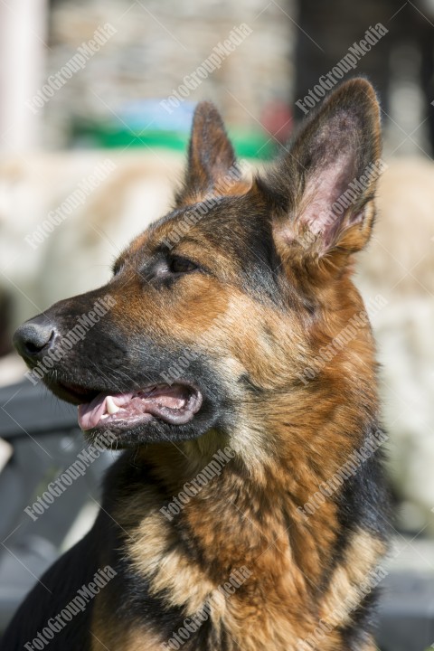 Portrait of a German shepherd dog