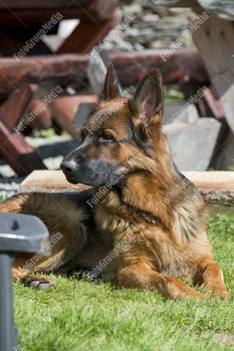 Portrait of a German shepherd dog