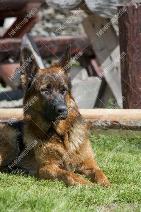 Portrait of a German shepherd dog