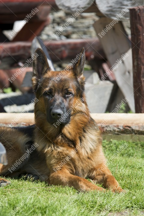 Portrait of a German shepherd dog