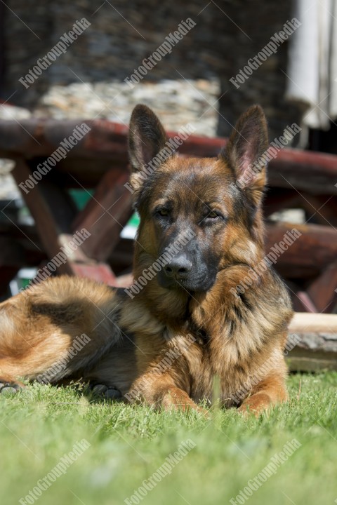 Portrait of a German shepherd dog