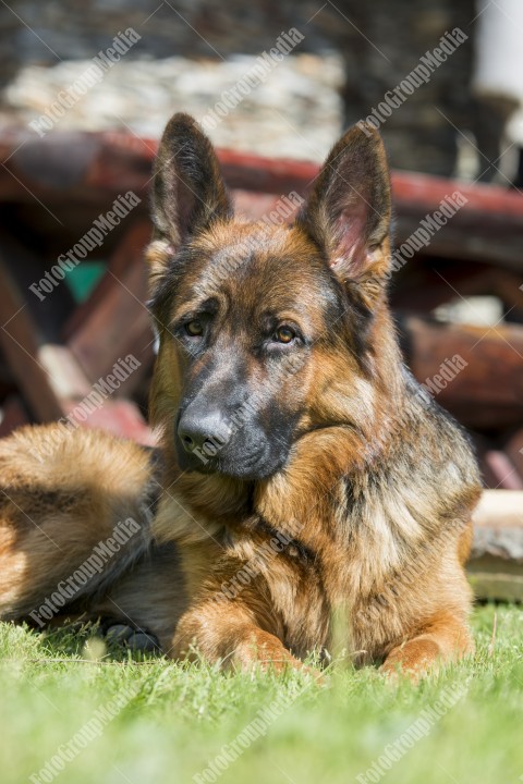 Portrait of a German shepherd dog