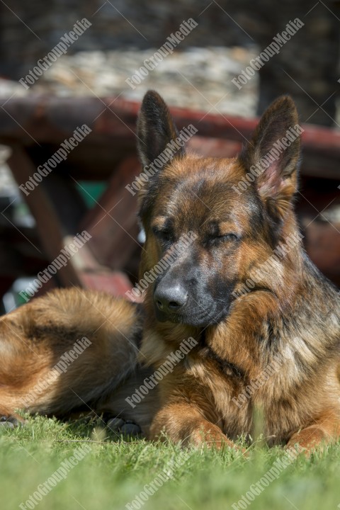 Portrait of a German shepherd dog