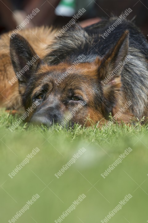 Portrait of a German shepherd dog