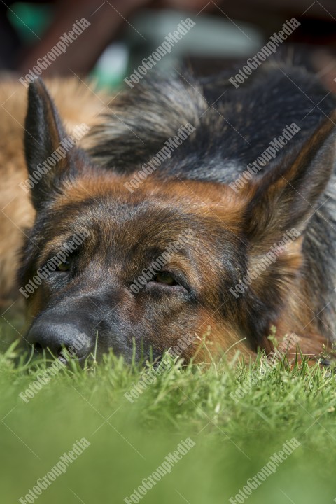 Portrait of a German shepherd dog