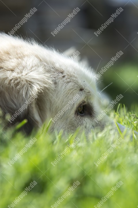 Portrait of a white shepherd dog