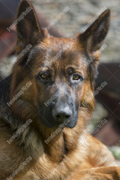 Portrait of a German shepherd dog