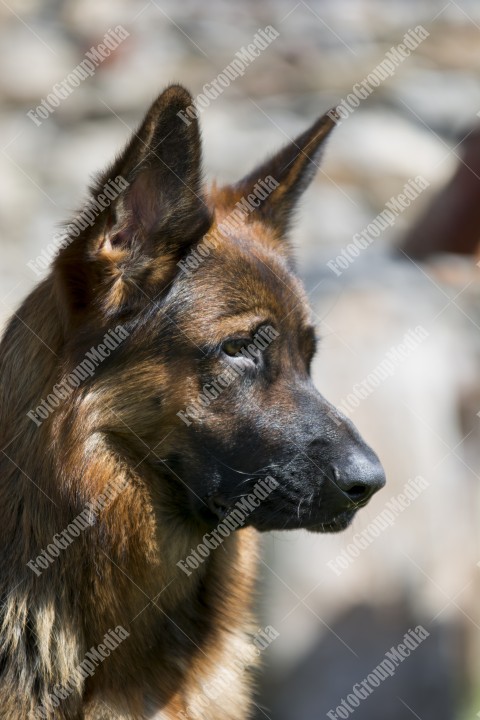 Portrait of a German shepherd dog