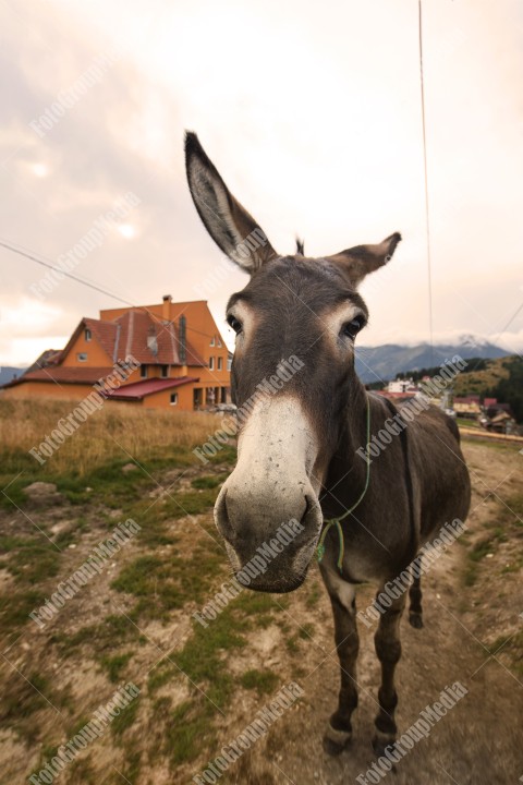 Donkey asking for a treat on a country road