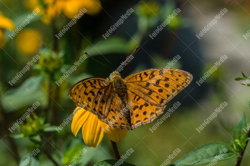 Orange and brown butterfly