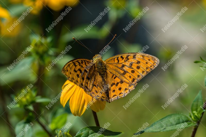Orange and brown butterfly