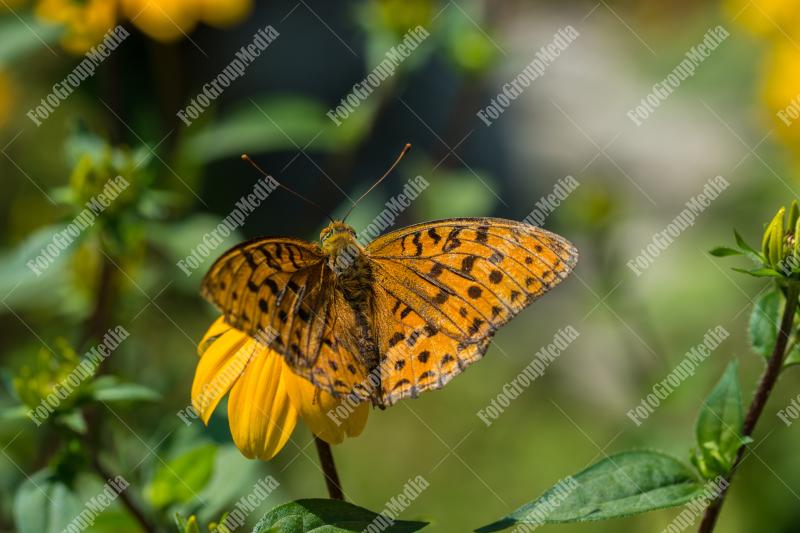 Orange and brown butterfly