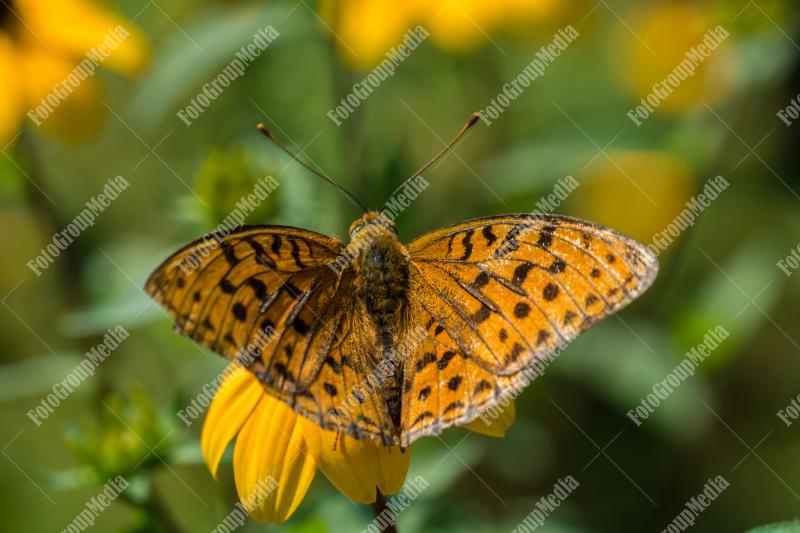 Orange and brown butterfly