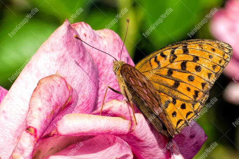 Butterfly resting on rose