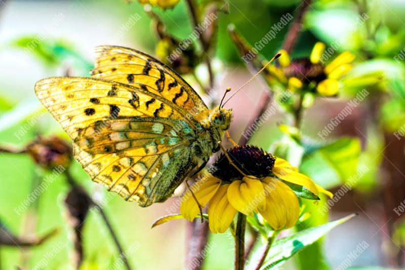 Yellow butterfly and flowers