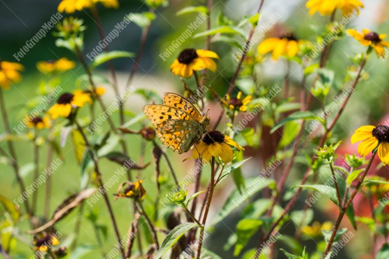 Orange and brown butterfly