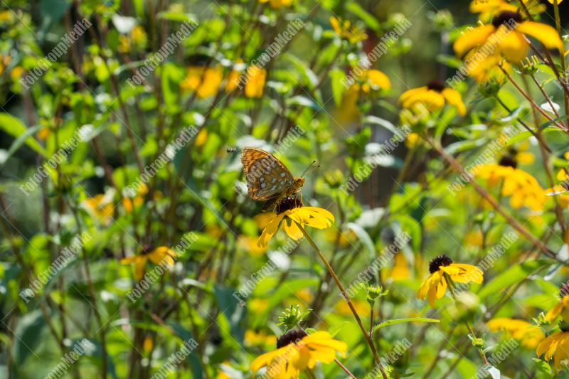 Orange and brown butterfly