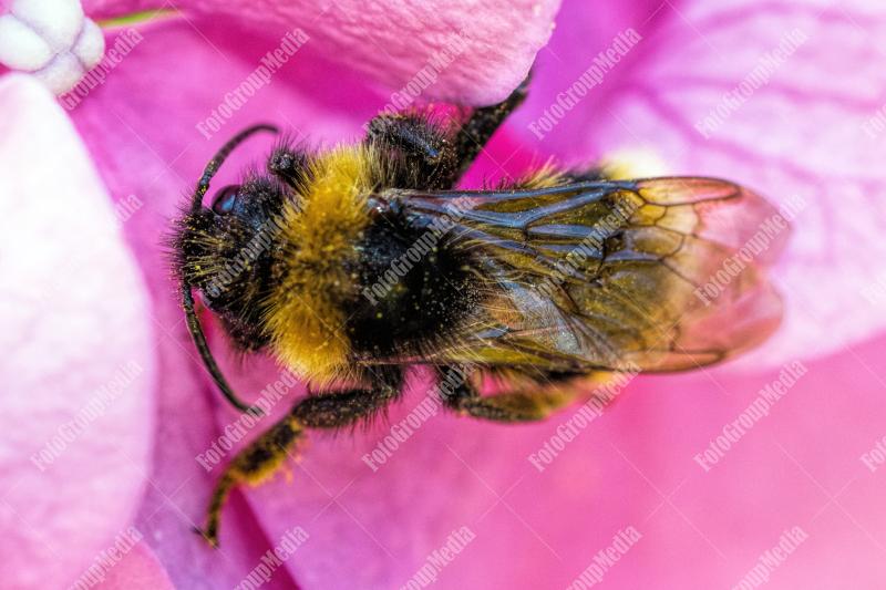 Bee on purple petal