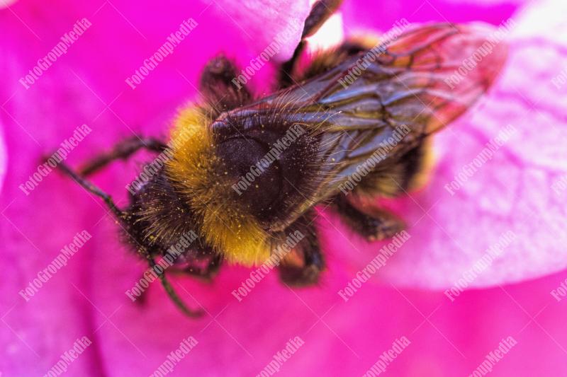 Bee on purple petal