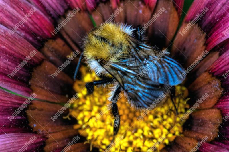 Bee collecting nectar from a garnet flower