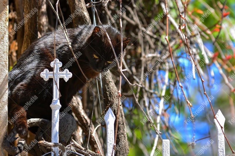 Black cat on cemetery fence