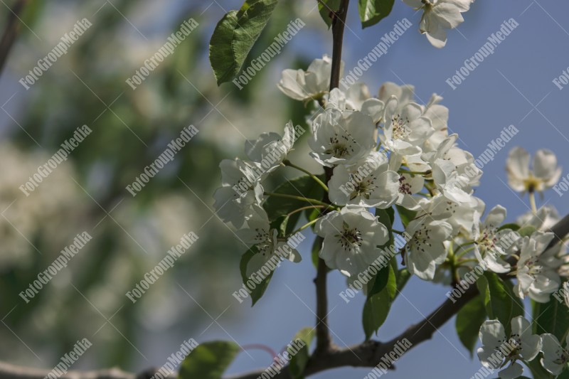 Spring blossom tree branch