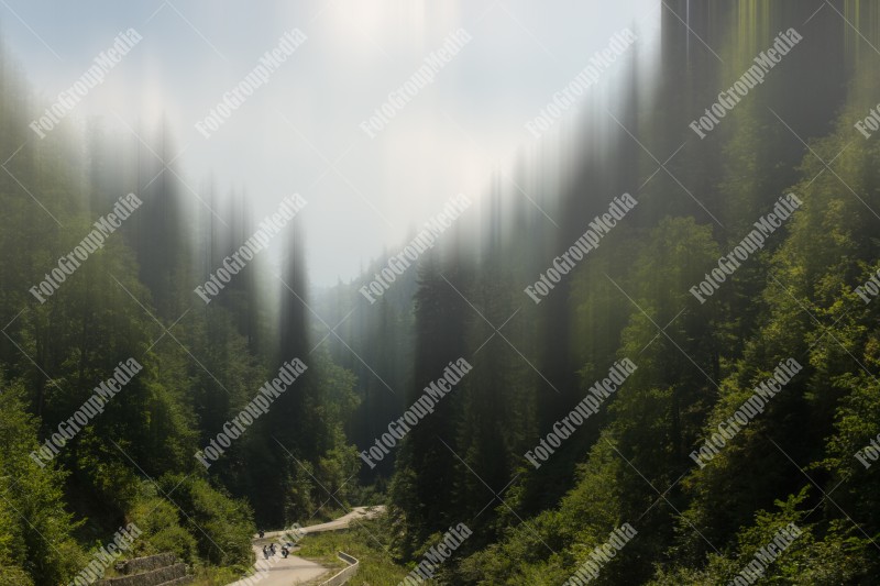 A winding road leading through a forest