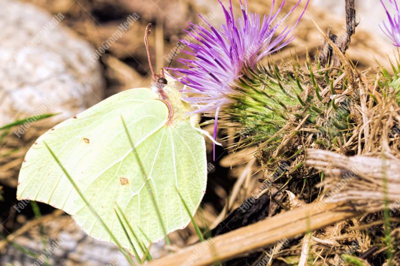 White-green butterfly