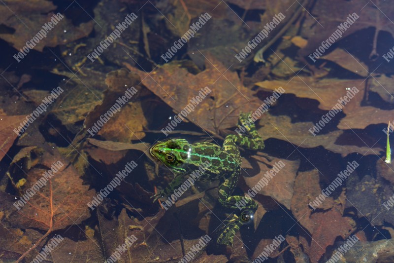 Green frog floating in water