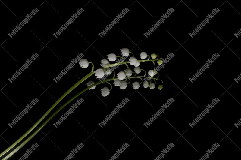 Lilly of the valley isolated on black background