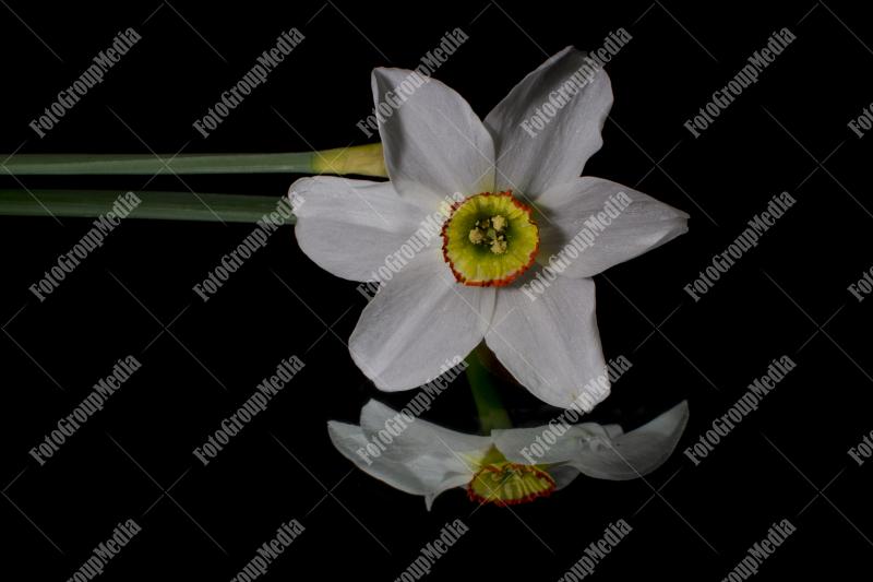 Daffodil isolated on black background